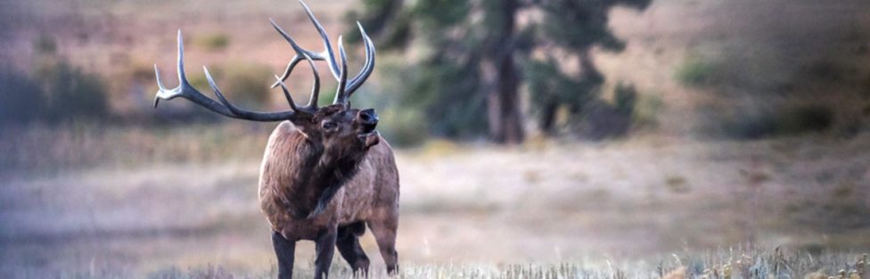 Arizona Archery Elk Draw